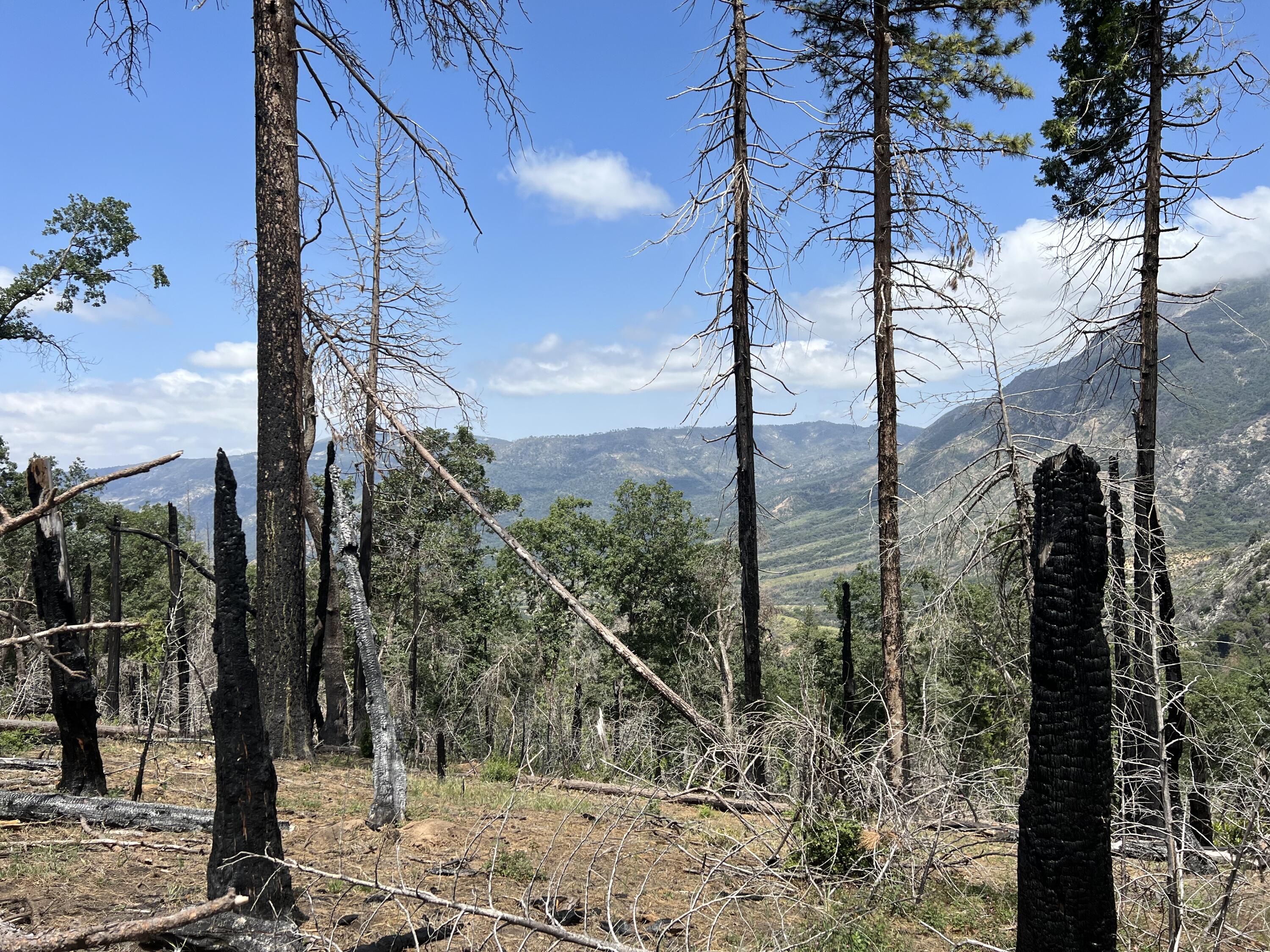 0 Balch Park Road Springville, CA 93265 - Photo 16 of 27 a view of a forest