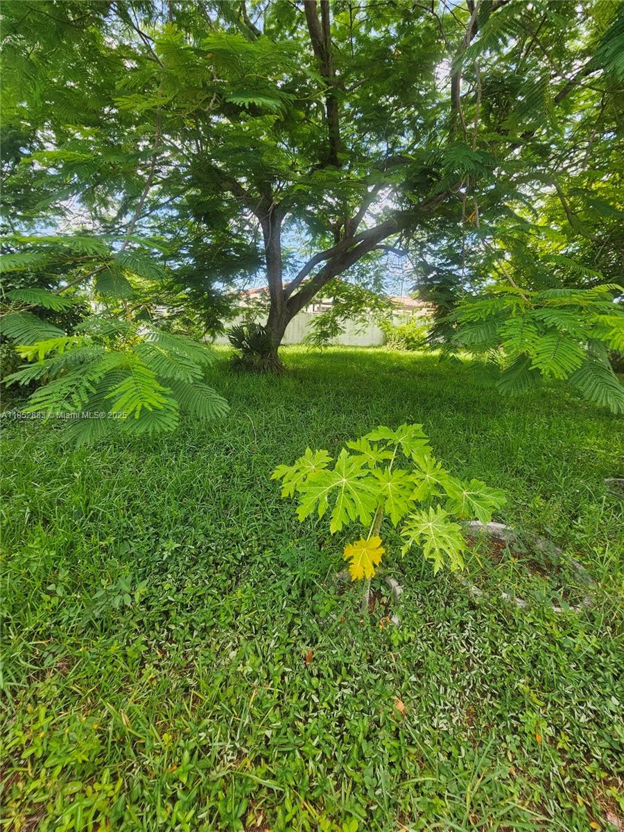 0 East 52nd Hialeah, FL 33013 - Photo 4 of 8 a view of a trees with a tree