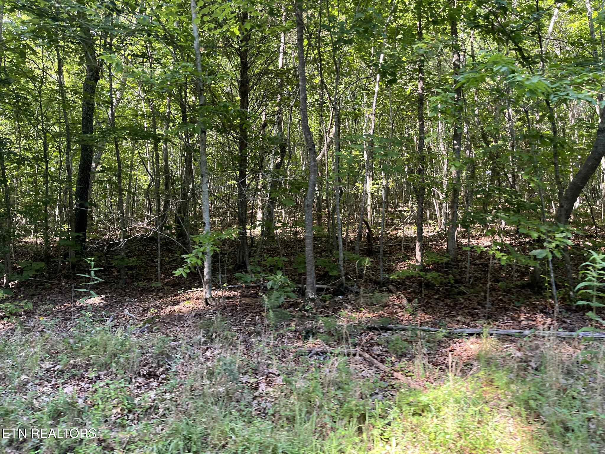 Lot 1 Keylon Hollow Road Ten Mile, TN 37880 - Photo 2 of 5 b54e2687-65cd-46da-89c3-0d19e31473a0 (1)