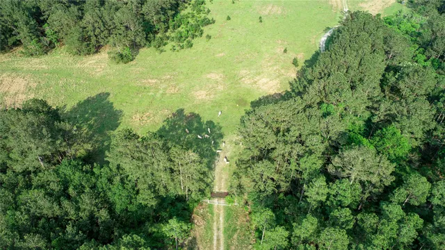 a view of a trees with a yard