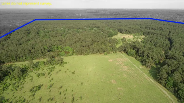 a view of small trees