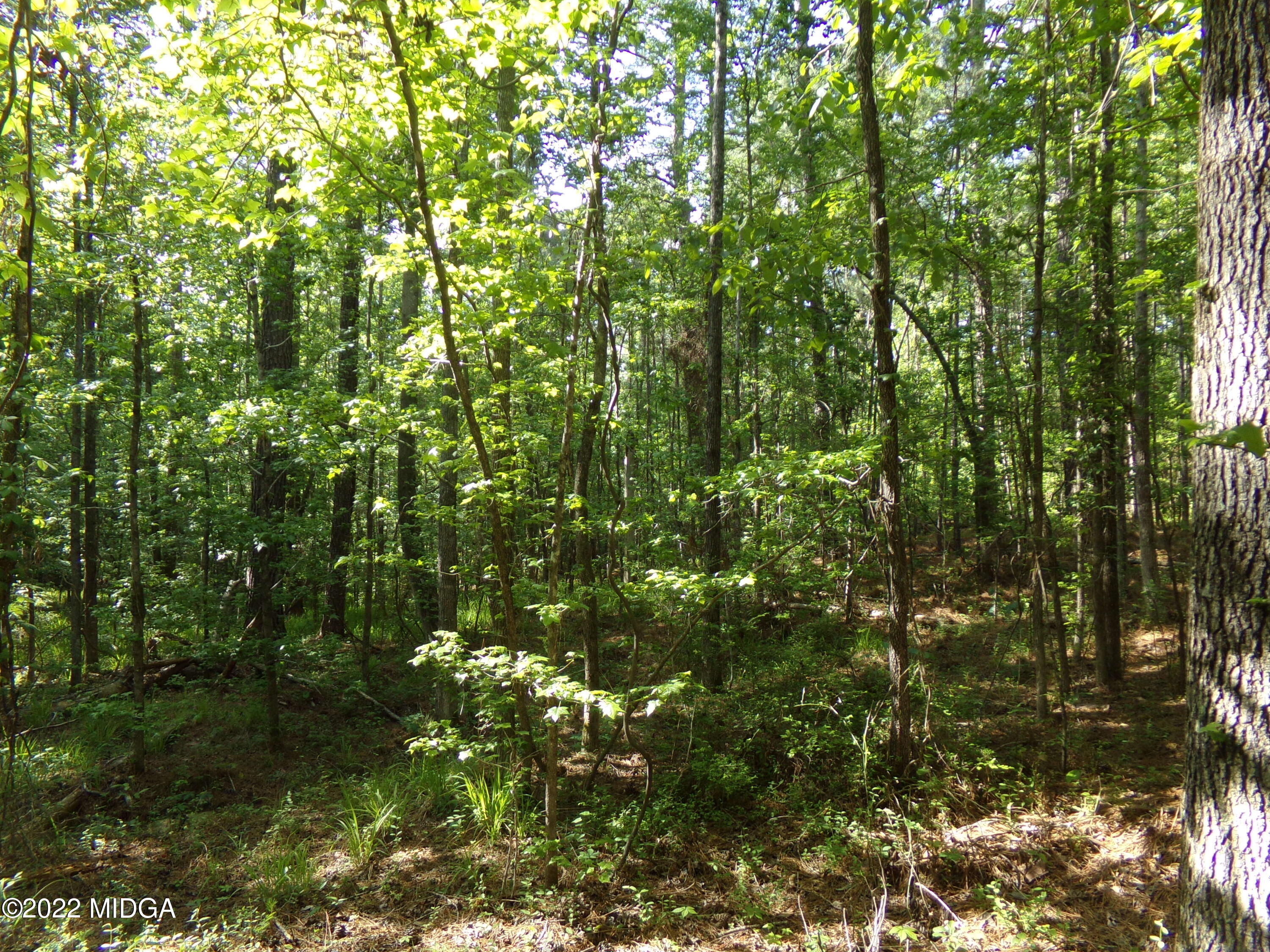 0 Pea Ridge Road Juliette, GA 31046 - Photo 11 of 14 11