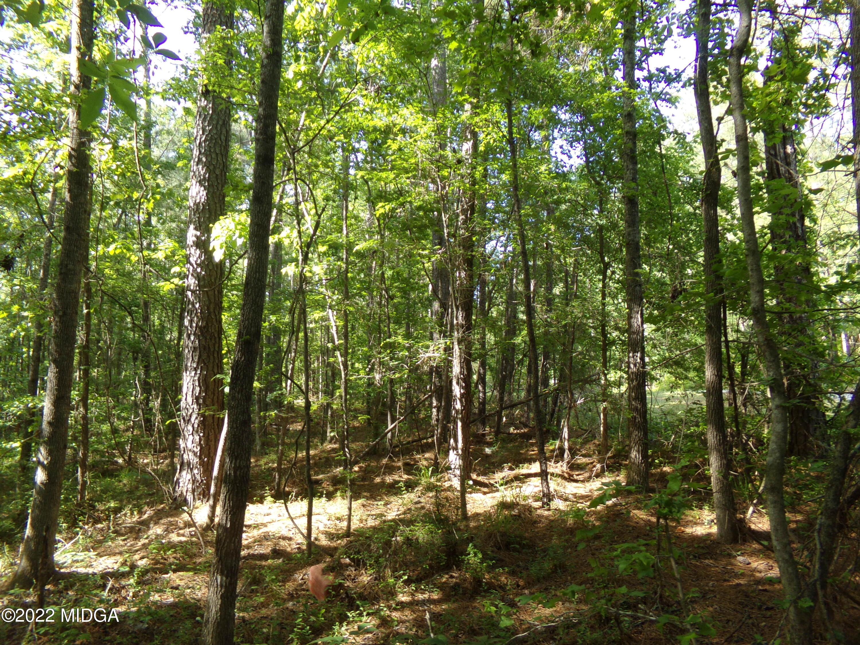 0 Pea Ridge Road Juliette, GA 31046 - Photo 4 of 14 4