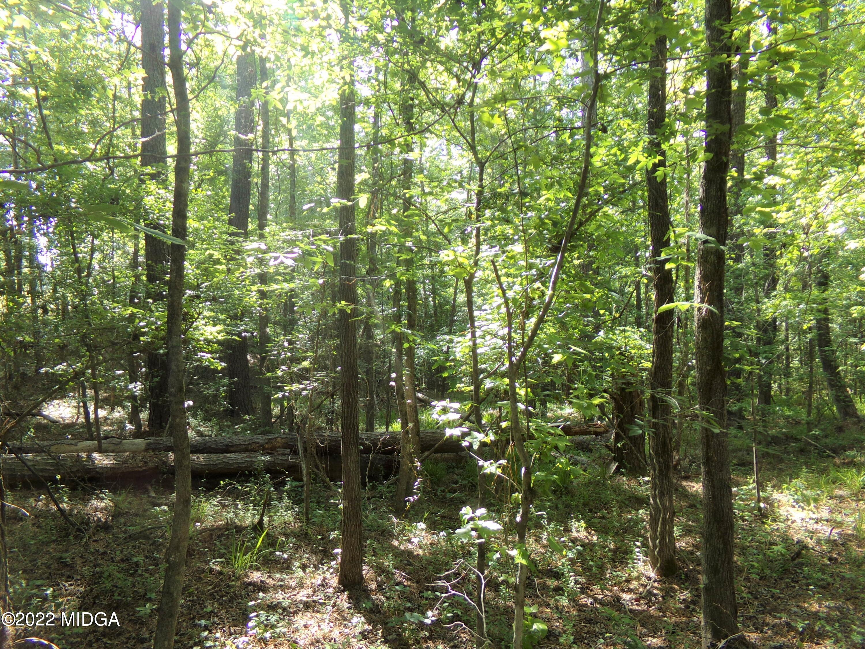 0 Pea Ridge Road Juliette, GA 31046 - Photo 8 of 14 8