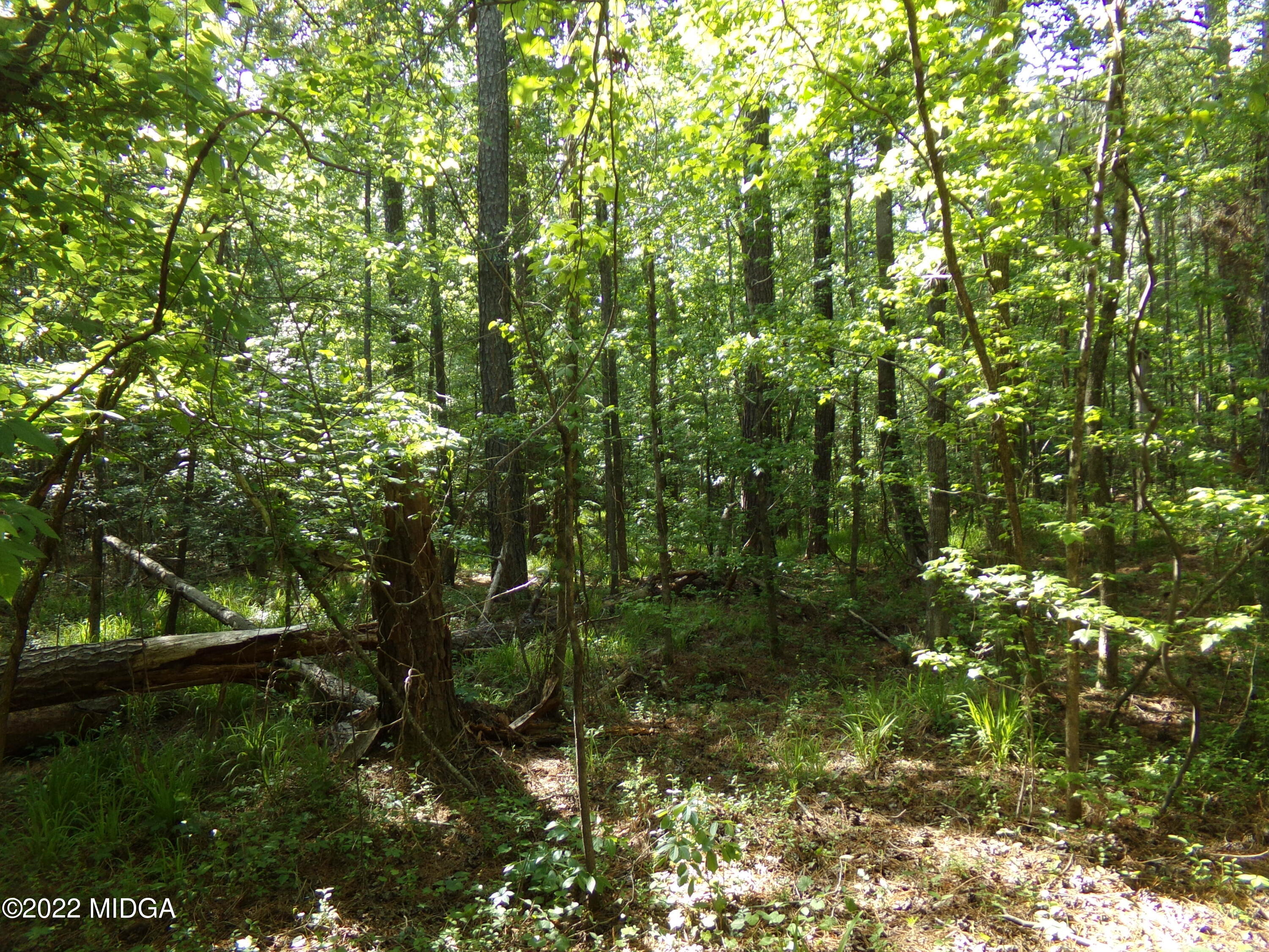 0 Pea Ridge Road Juliette, GA 31046 - Photo 10 of 14 10