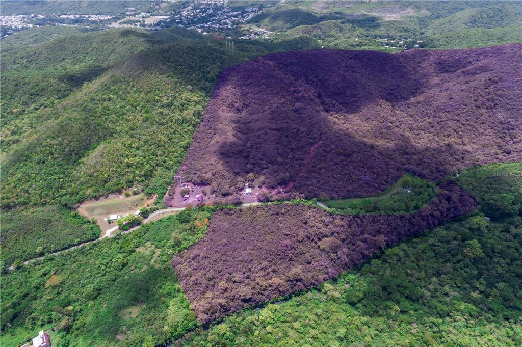 503 Carr Ponce, PR 00715 - Photo 2 of 8 a view of a garden with plants and large trees