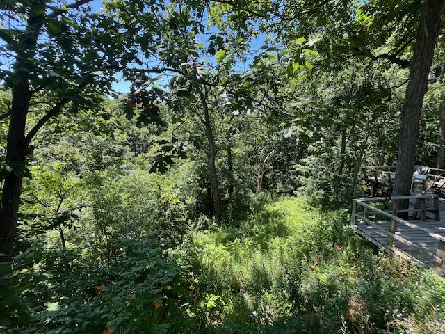 2795 East 28th Road Marseilles, IL 61341 - Photo 26 of 65 a view of a forest with a tree