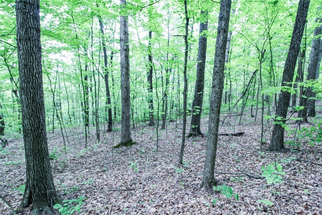 19 Zion Ridge Road Marietta, OH 45750 - Photo 12 of 19 View of undeveloped land