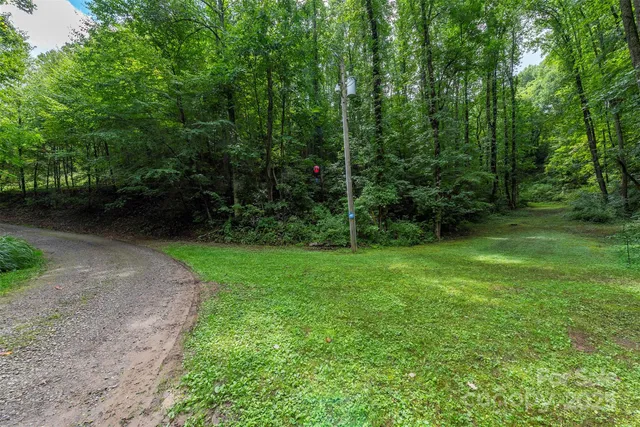 a view of a forest with a street