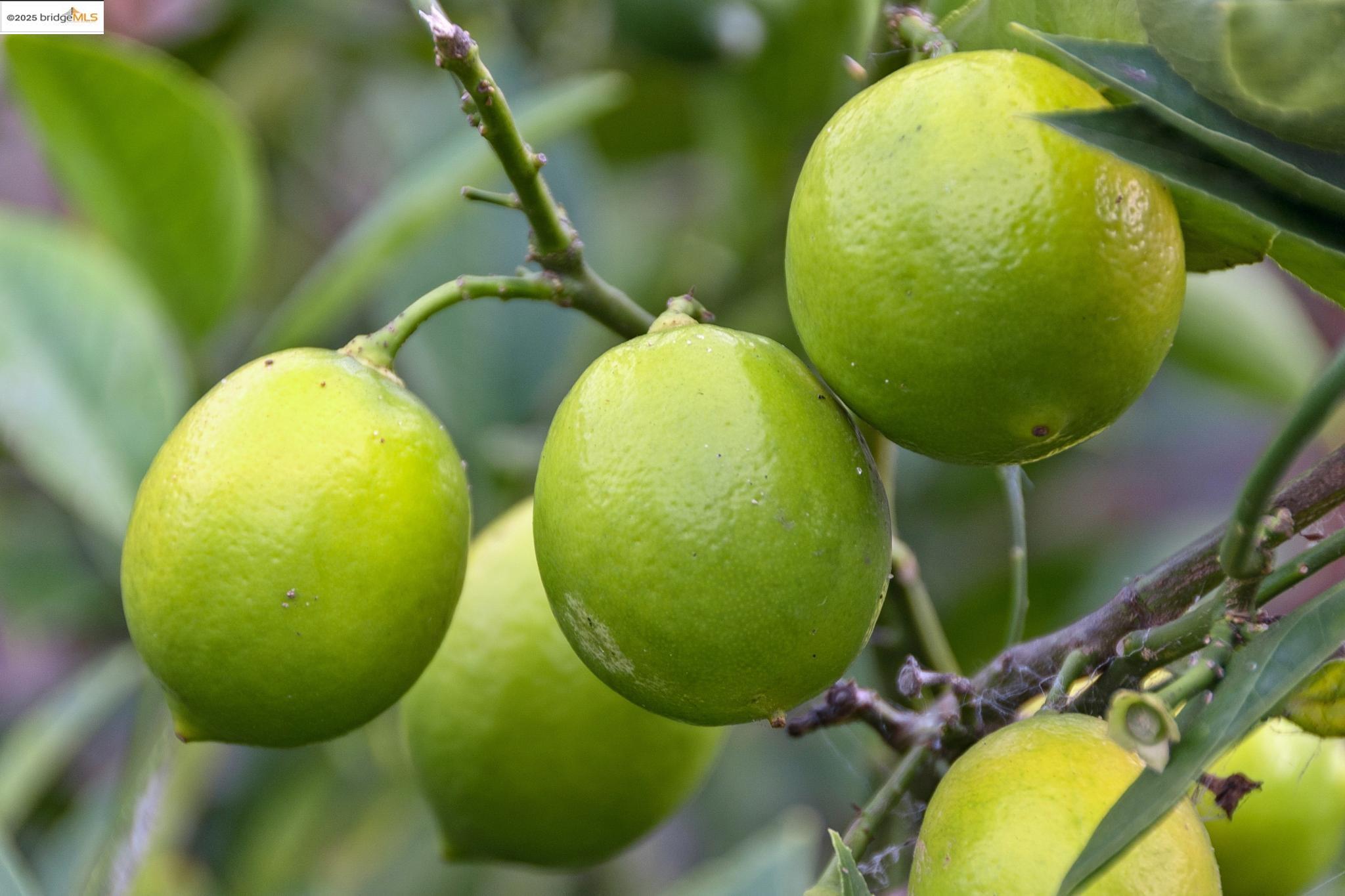 2201 McGee Avenue Berkeley, CA 94703 - Photo 43 of 46