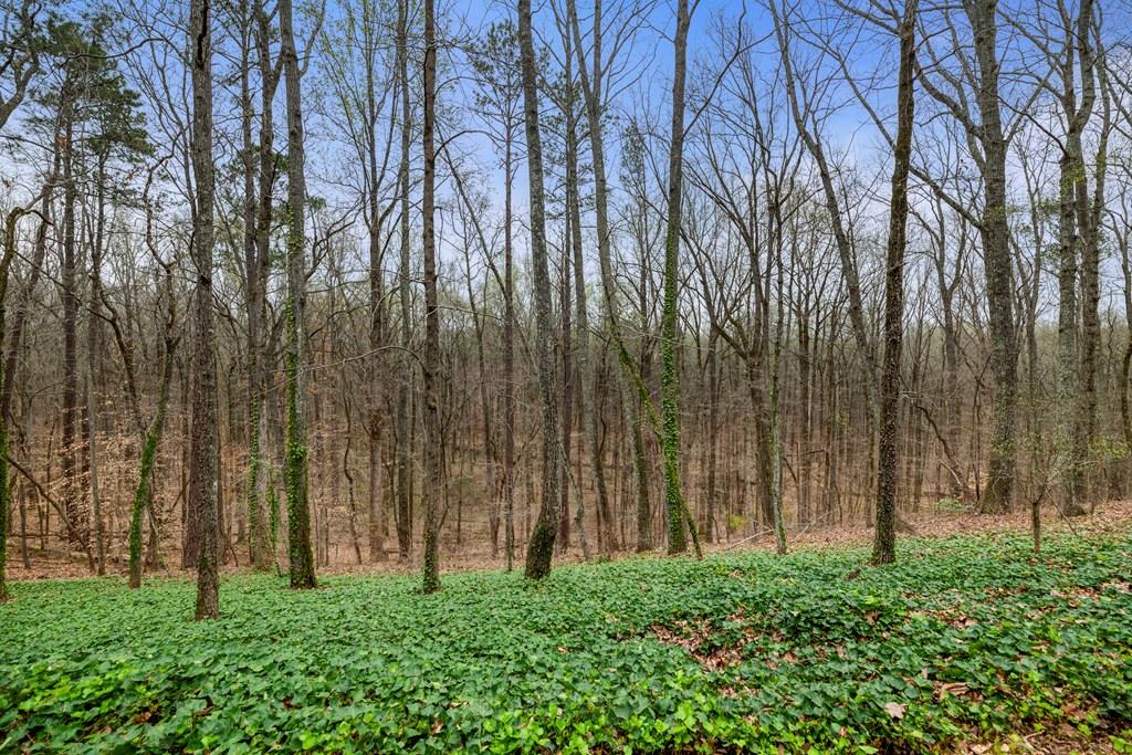 357 Mountain Road Hamilton, GA 31811 - Photo 49 of 51 Gallery Image 49