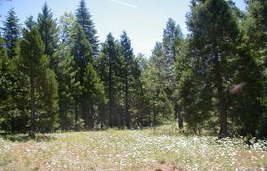 Knoll Ridge Oak Run, CA 96069 - Photo 3 of 3 a view of a yard with trees