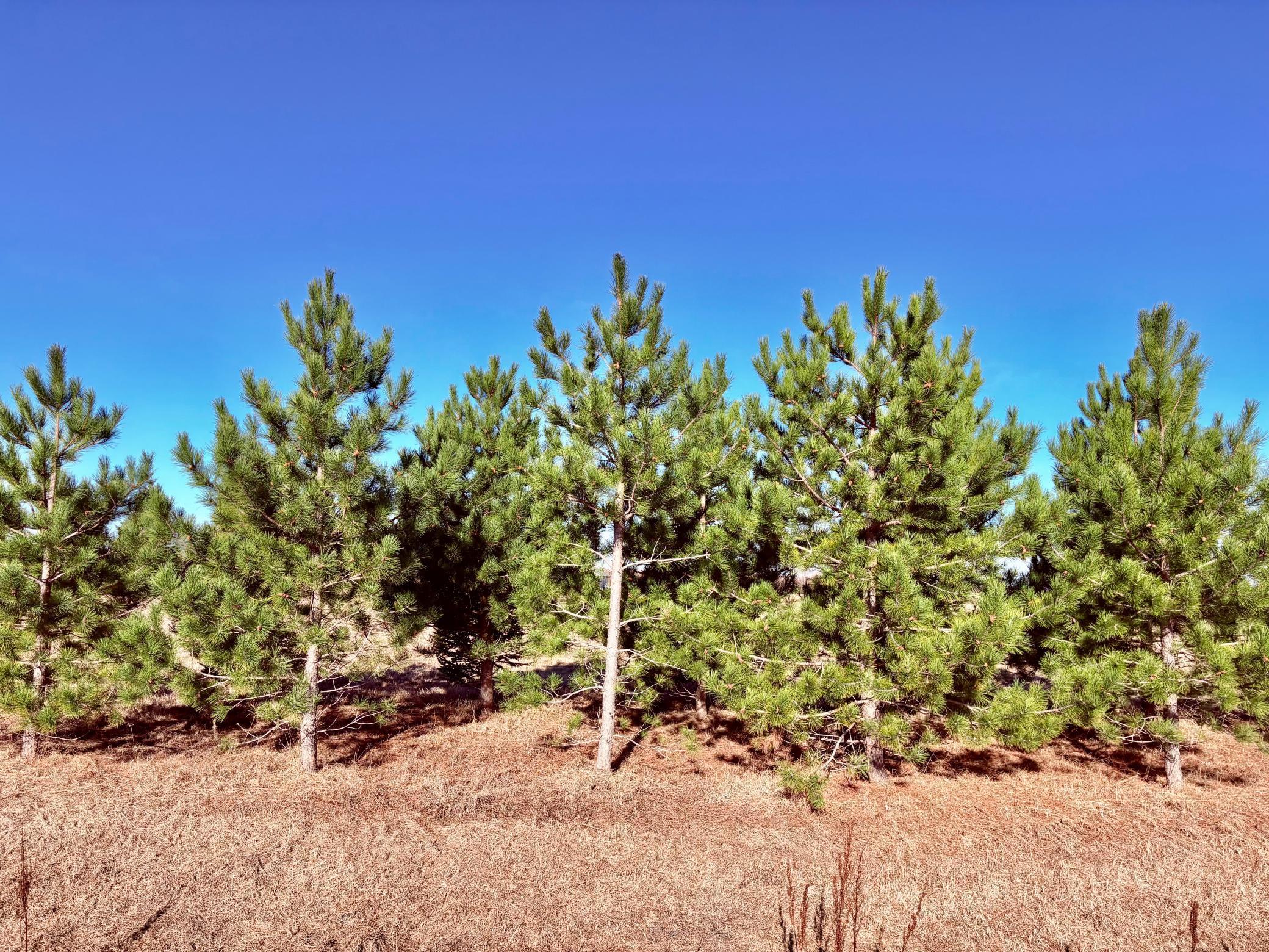 Lot 1 Badger Road Baudette, MN 56623 - Photo 14 of 15