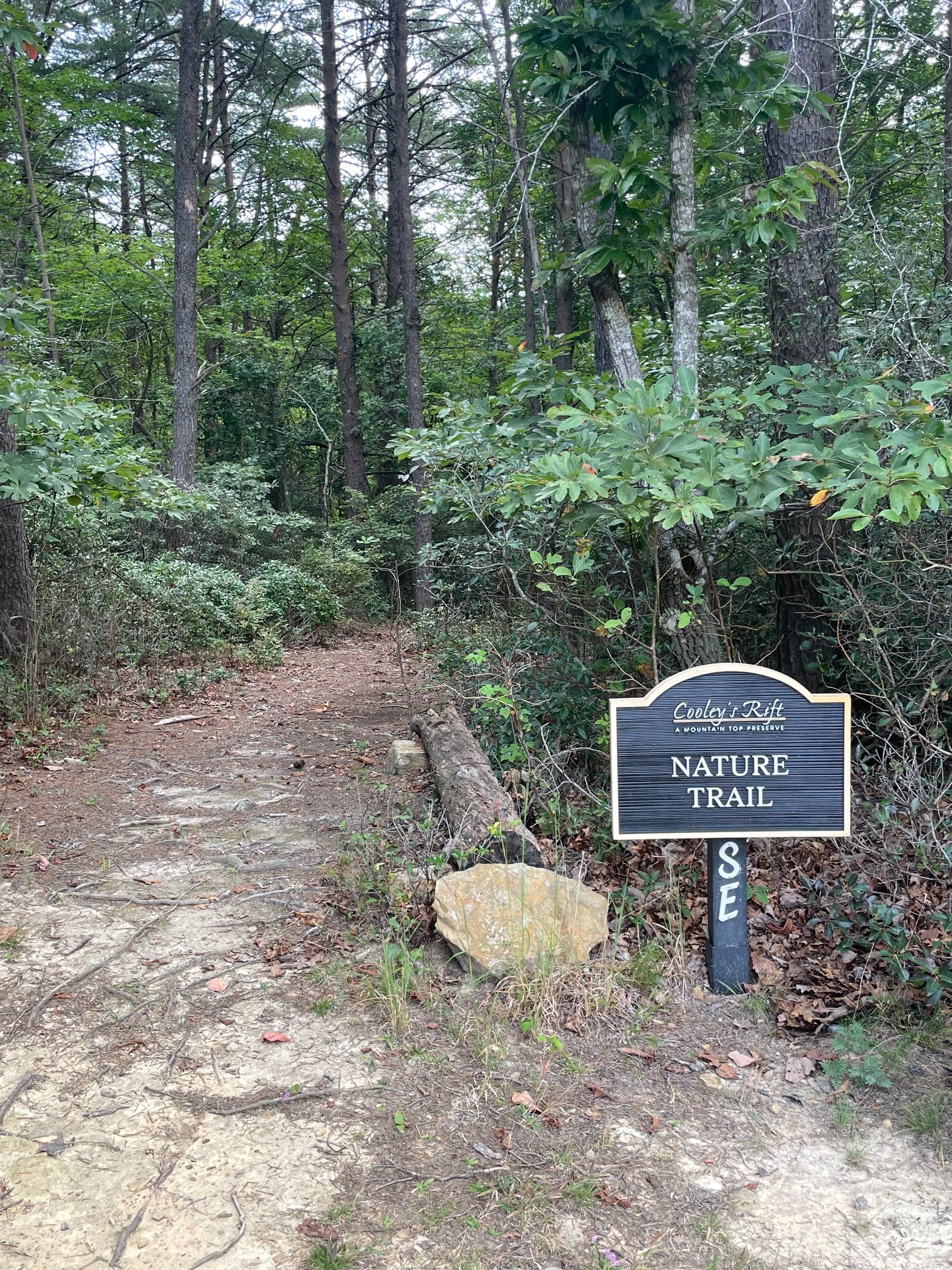 1863 Lake Louisa Loop Monteagle, TN 37356 - Photo 59 of 63 a view of a bench in the forest