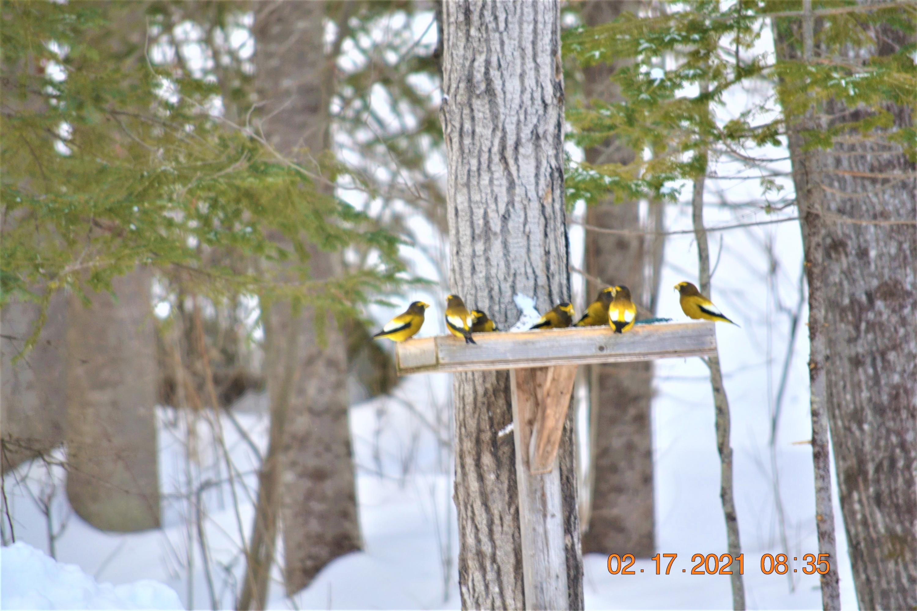 12 Nubble Way Stratton, ME 04982 - Photo 81 of 87 Birds