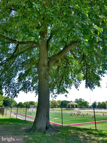 a view of a park with large trees