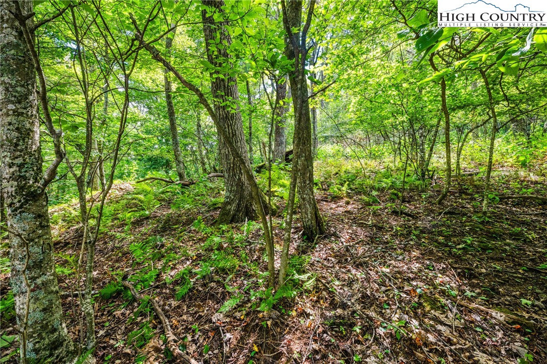 Lot 15 Boone Ridge Lane Boone, NC 28607 - Photo 5 of 16 a view of forest