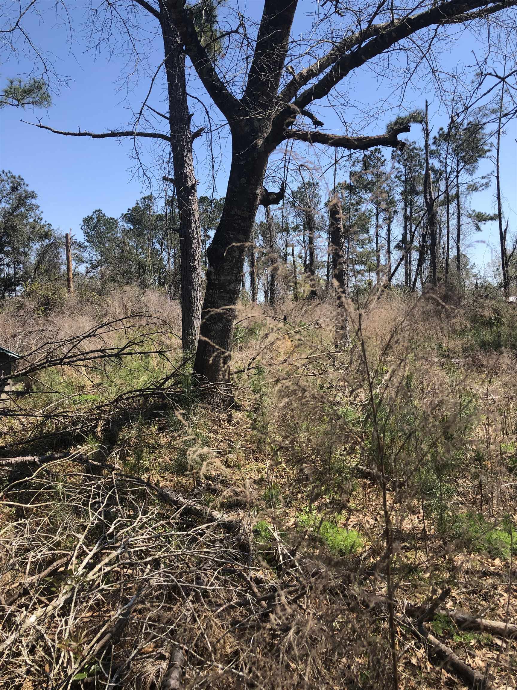 17373 Bemis Lane Elberta, AL 36530 - Photo 13 of 16