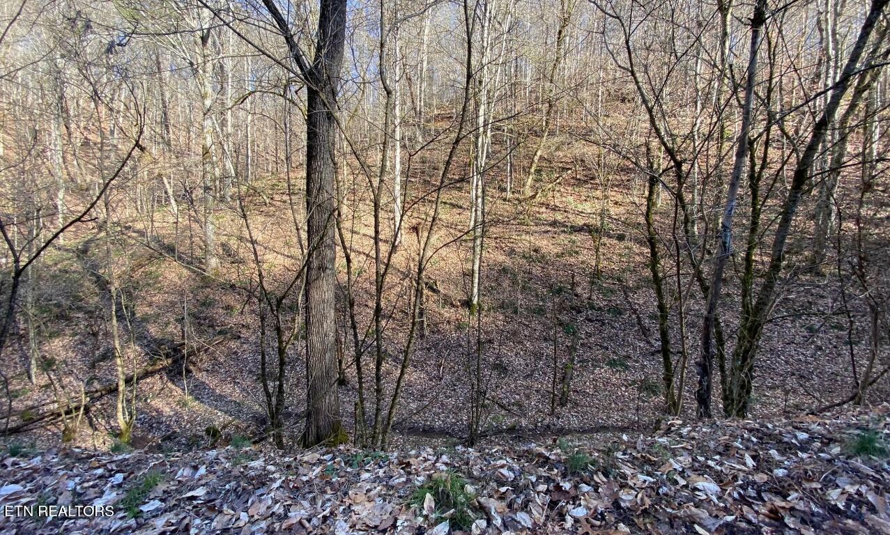 3 Baysinger Road Parrottsville, TN 37843 - Photo 13 of 25 Gallery Image 13