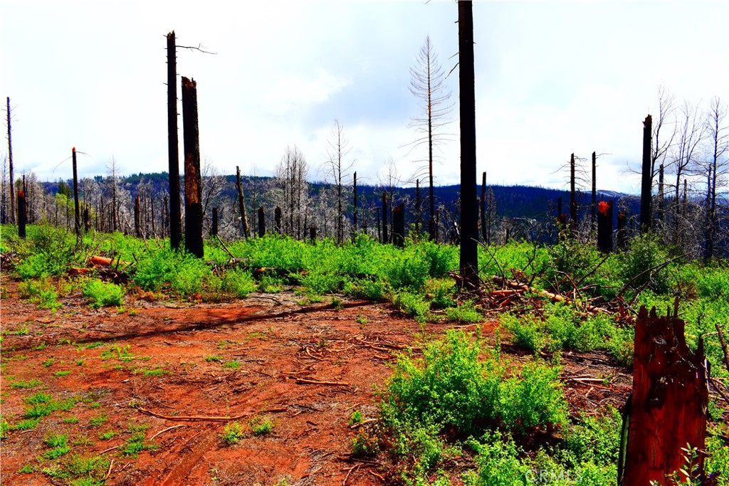 B Stephens Ridge Road Berry Creek, CA 95916 - Photo 1 of 1 a view of a garden with a buildings