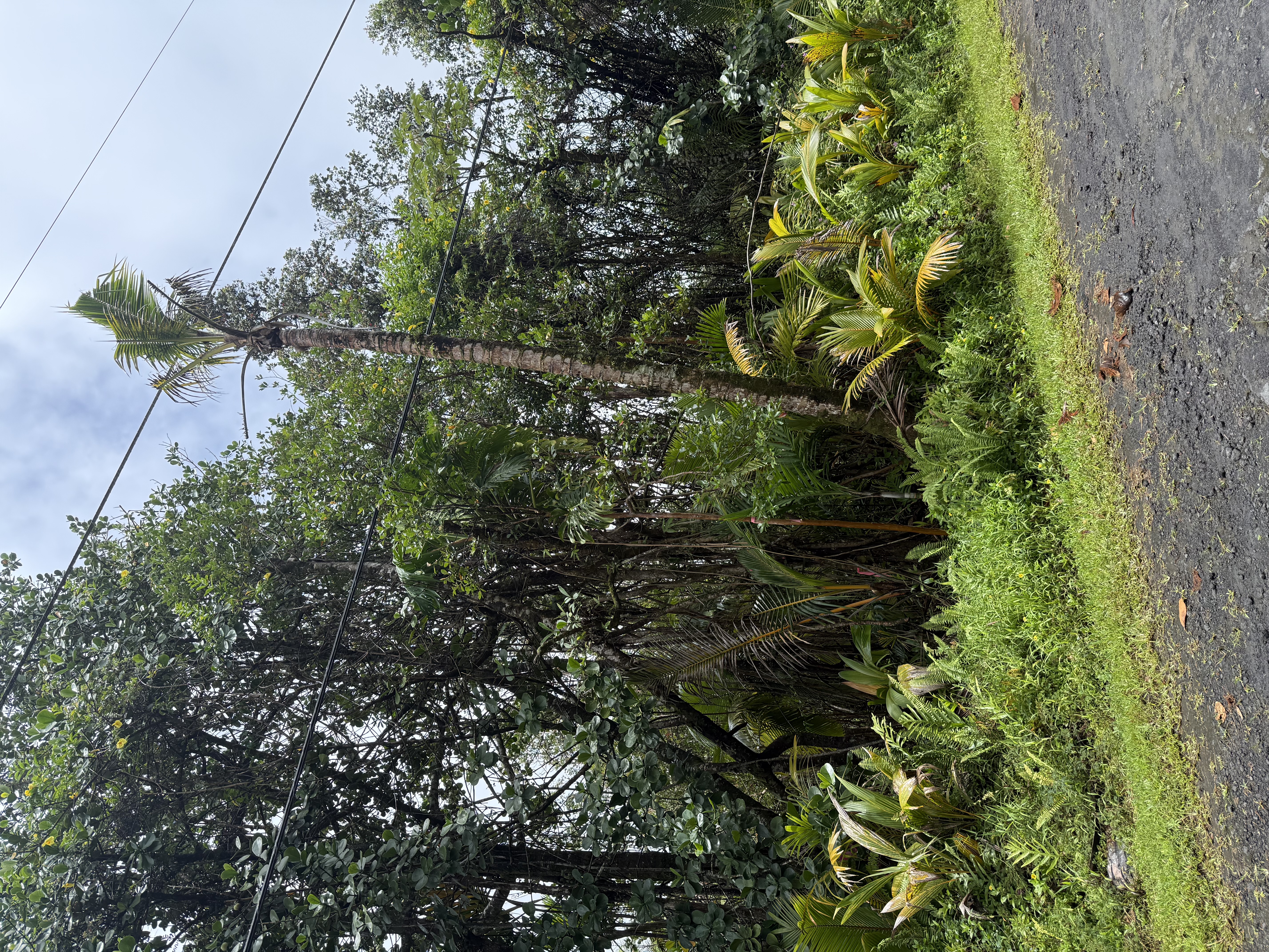 57 Seaview Road Pahoa, HI 96778 - Photo 1 of 6