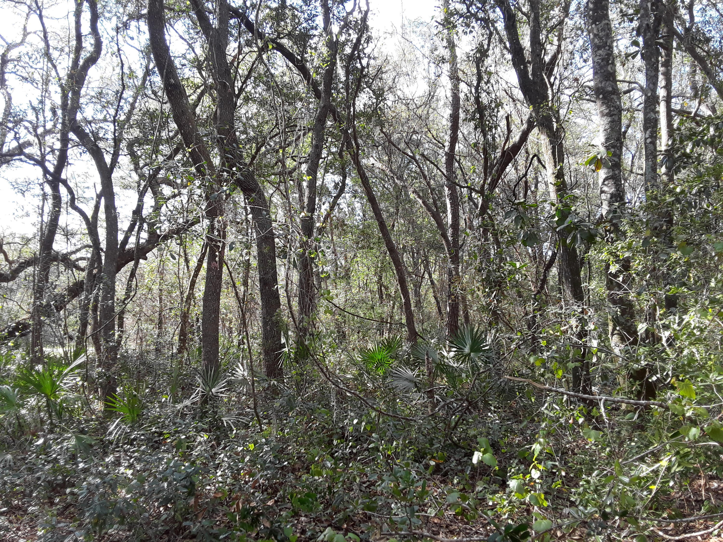 114 Ranchette Lane Florahome, FL 32140 - Photo 3 of 9 wooded area