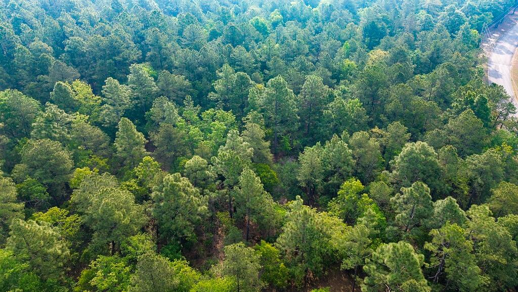 0 Mt Zion Road, Unit 3 Trenton, SC 29847 - Photo 17 of 26
