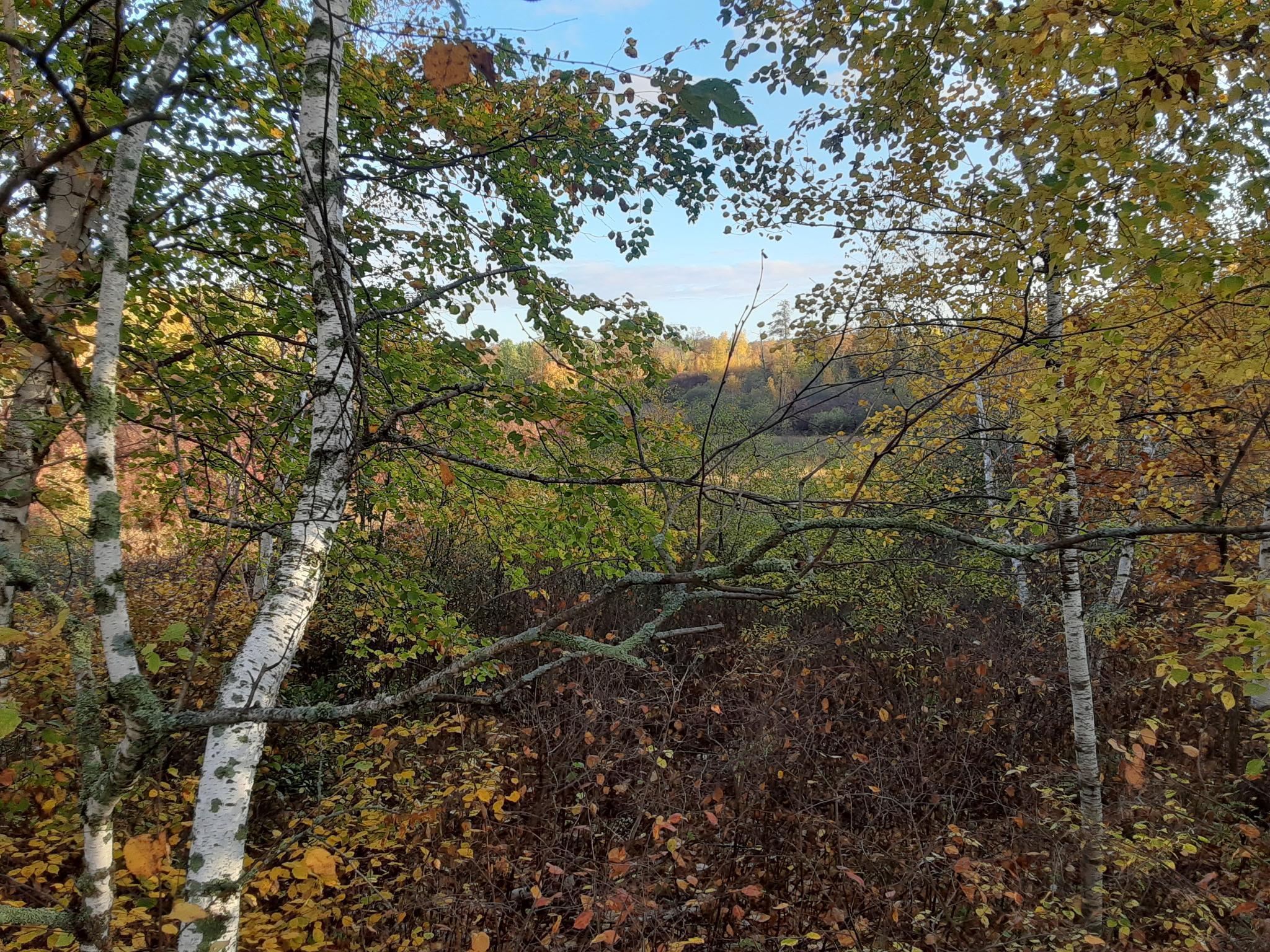 31538 County 23 Akeley, MN 56433 - Photo 24 of 71