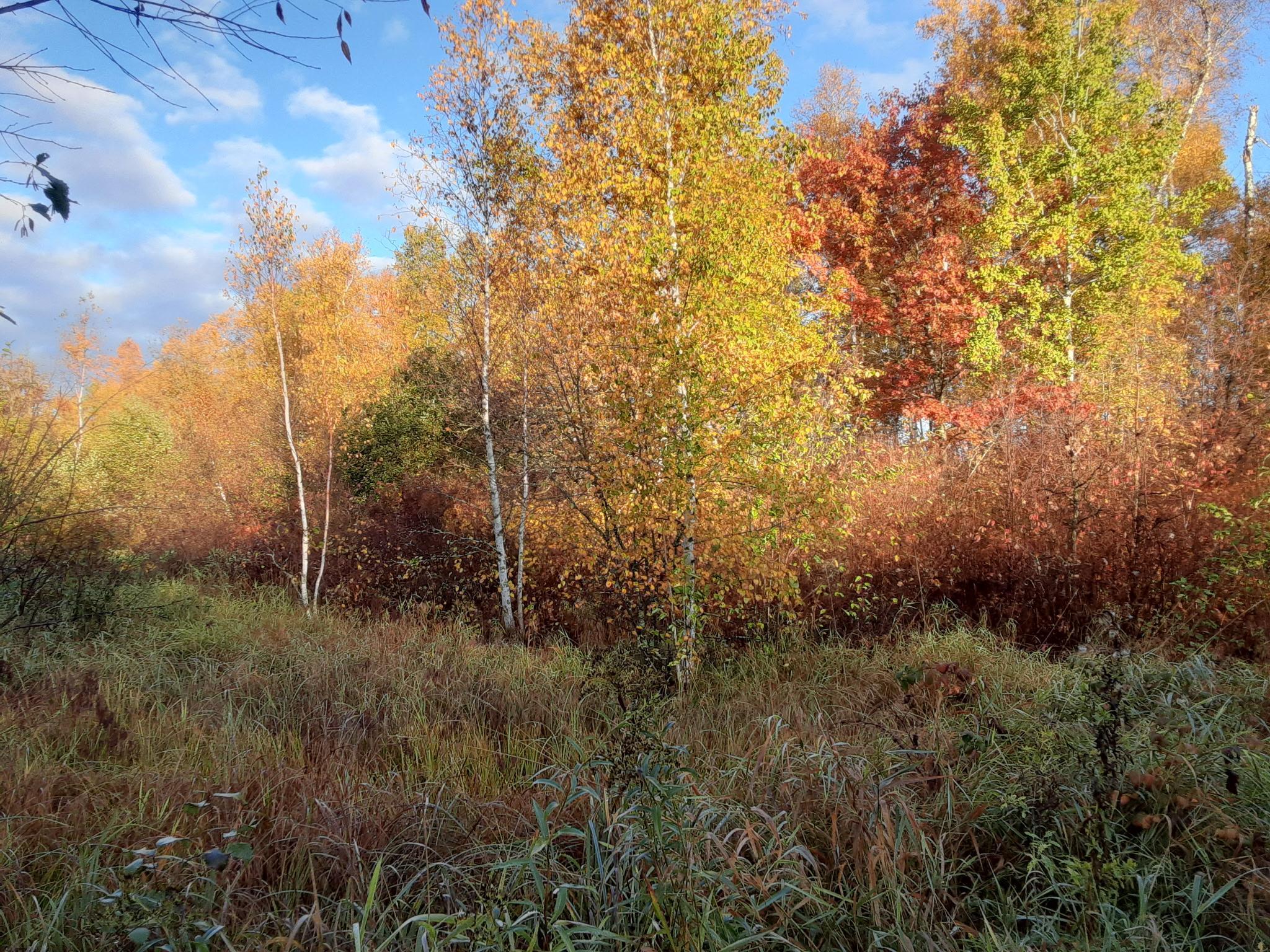 31538 County 23 Akeley, MN 56433 - Photo 27 of 71