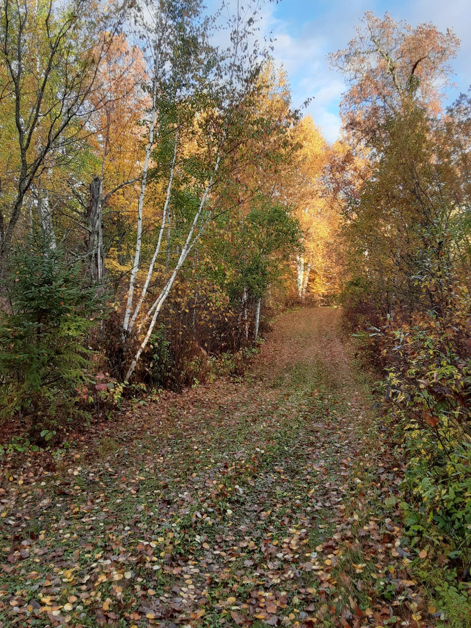 31538 County 23 Akeley, MN 56433 - Photo 38 of 71