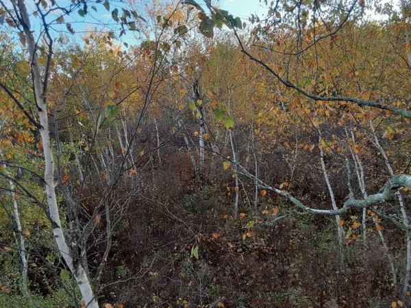 $1 | 31538 County 23, Akeley, MN 56433