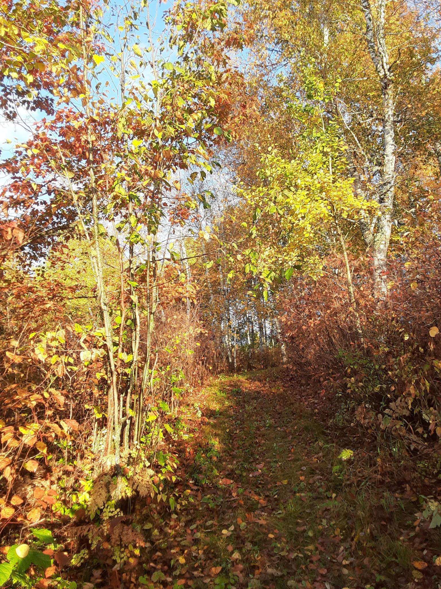 31538 County 23 Akeley, MN 56433 - Photo 61 of 71