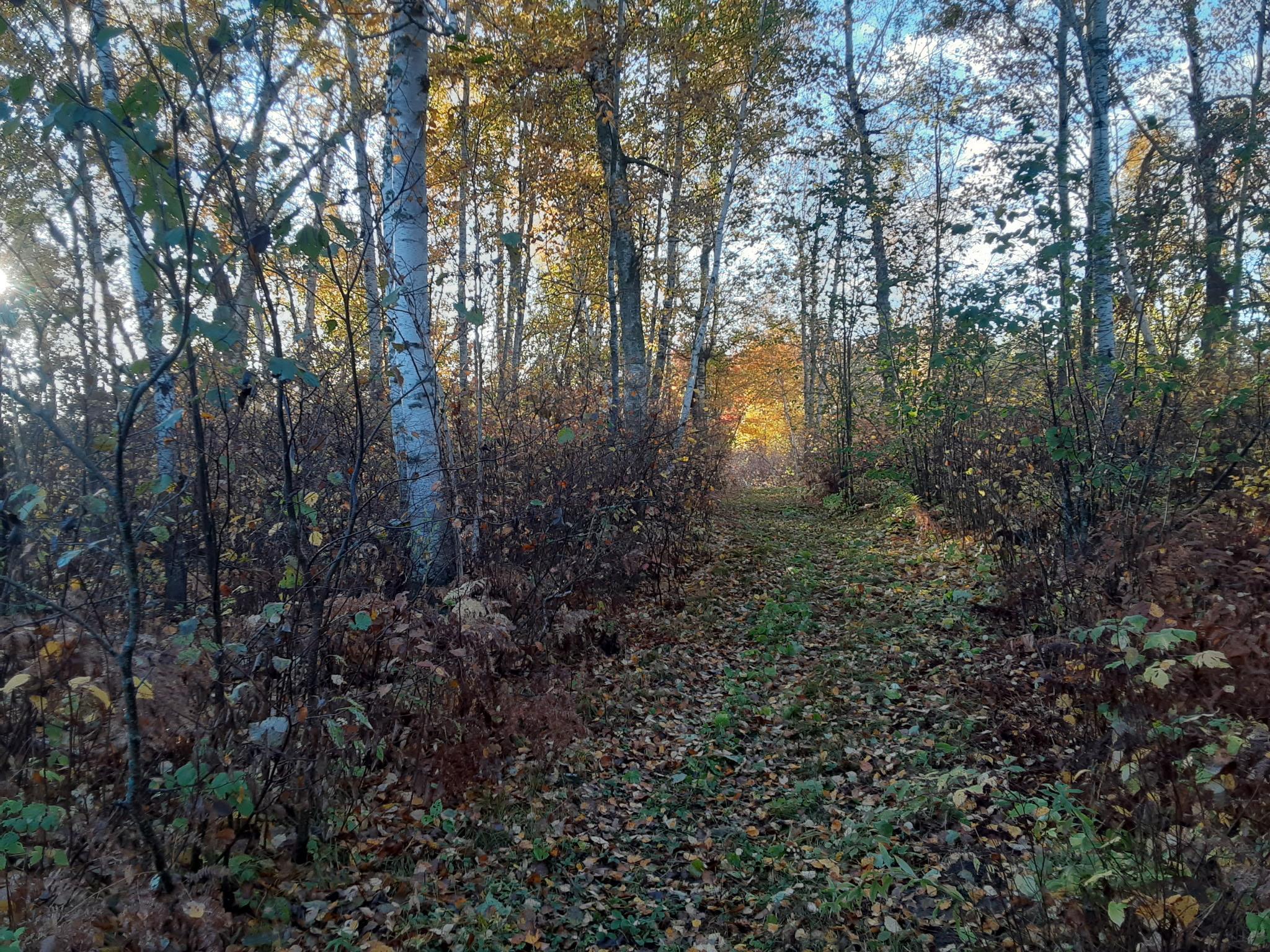 31538 County 23 Akeley, MN 56433 - Photo 69 of 71