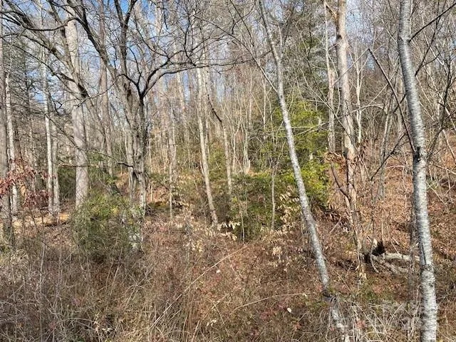 a view of a yard with trees and wooden fence