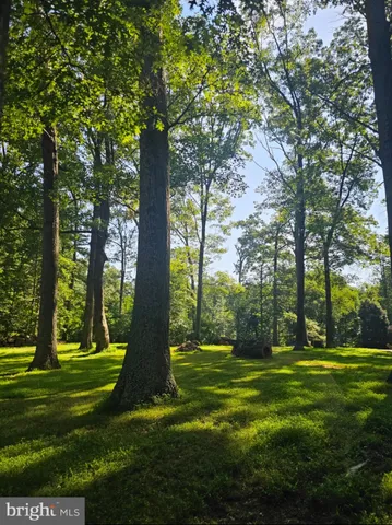 a view of a park with large trees