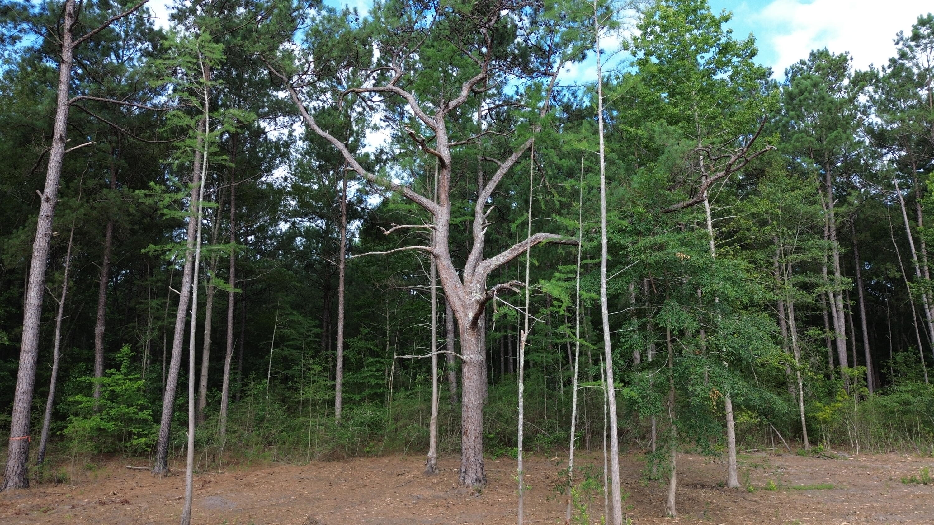 2 Trojan Road Cross, SC 29436 - Photo 16 of 17