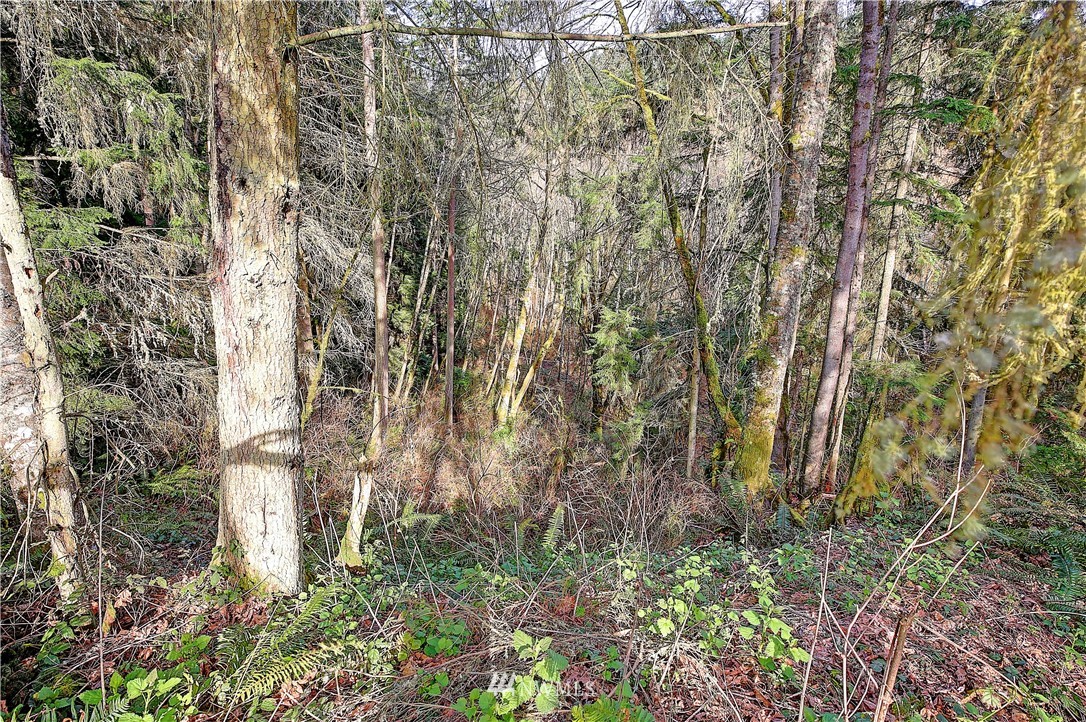 0 Rowe Road Camano Island, WA 98282 - Photo 14 of 33 Gallery Image 14