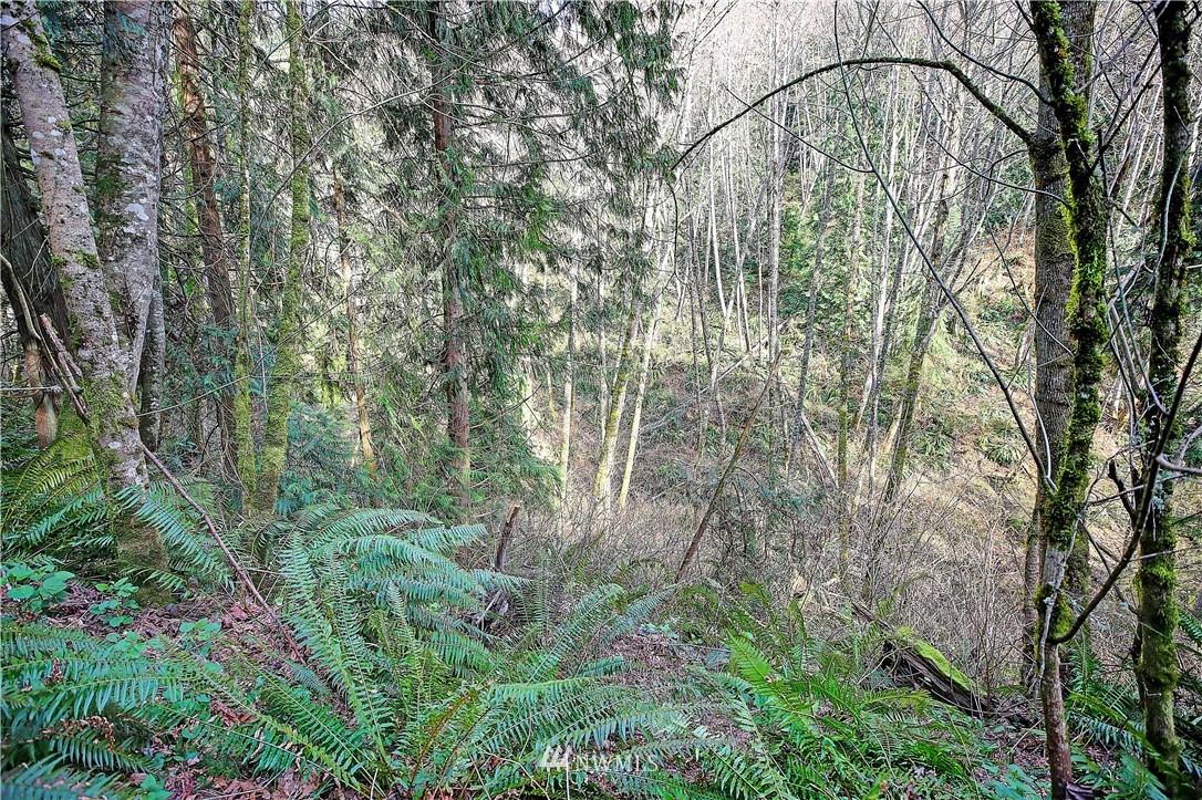 0 Rowe Road Camano Island, WA 98282 - Photo 16 of 33 Gallery Image 16