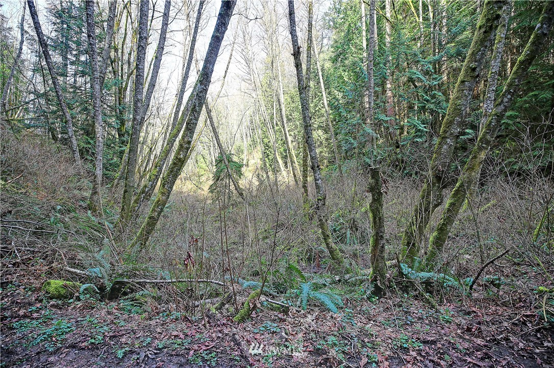 0 Rowe Road Camano Island, WA 98282 - Photo 17 of 33 Gallery Image 17