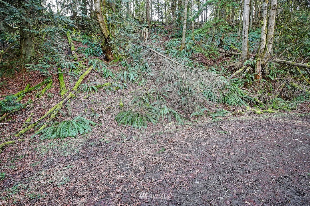 0 Rowe Road Camano Island, WA 98282 - Photo 19 of 33 Gallery Image 19