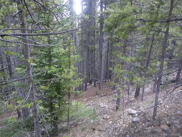 a view of a forest filled with trees