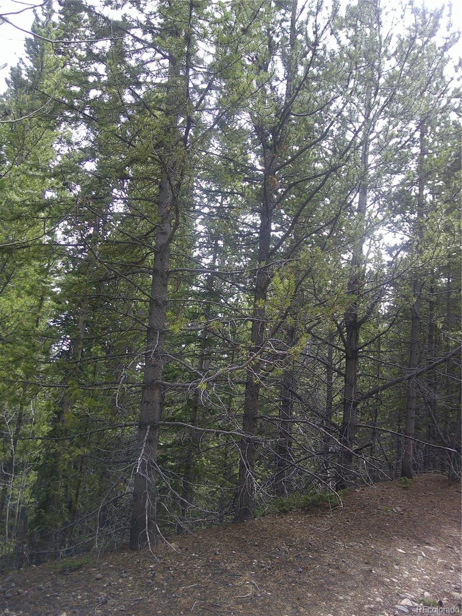 Lot #440 Hillside Road Idaho Springs, CO 80452 - Photo 3 of 4 a view of a forest with a tree