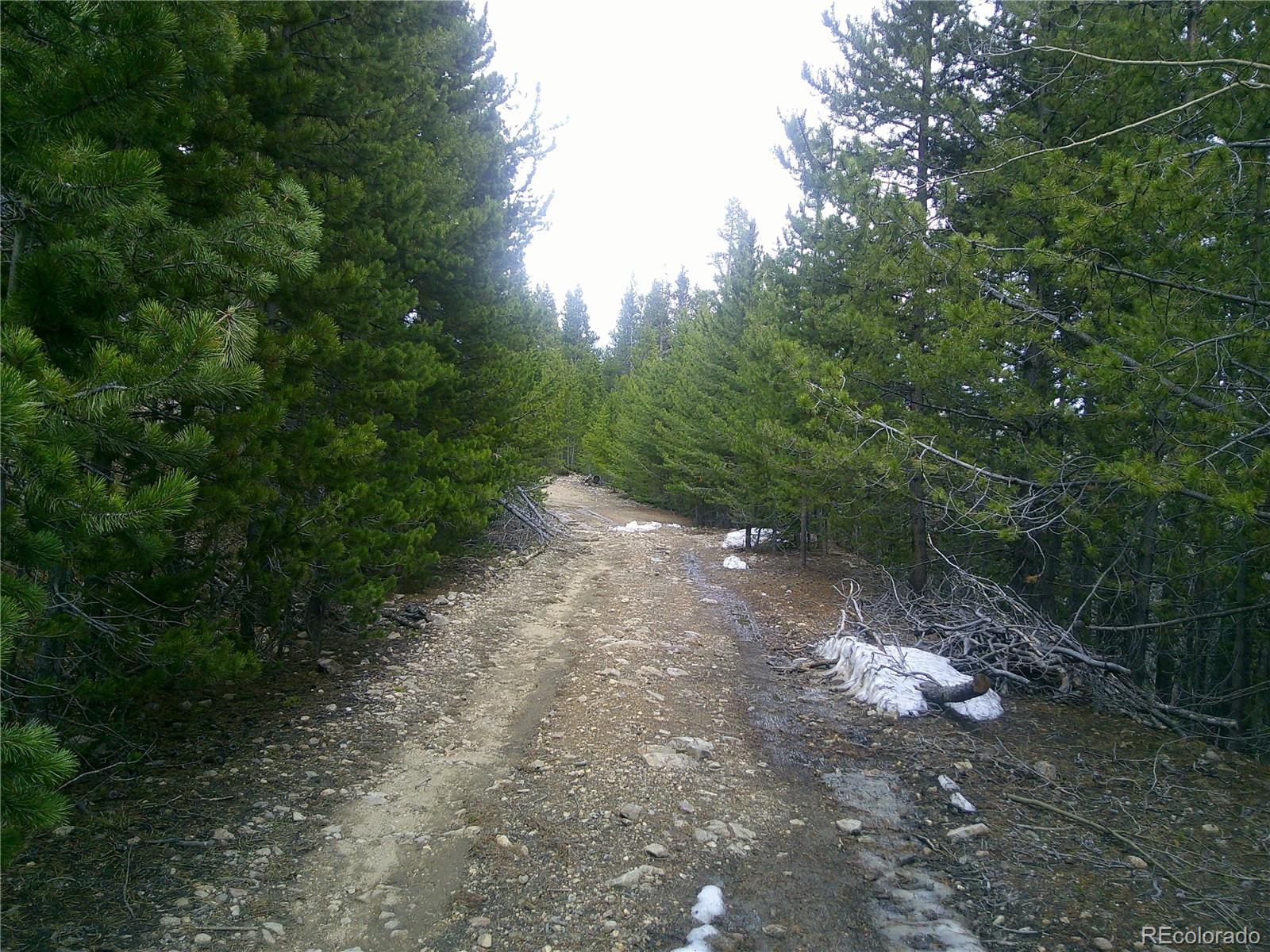 Lot #440 Hillside Road Idaho Springs, CO 80452 - Photo 4 of 4 a view of a forest with trees in the background