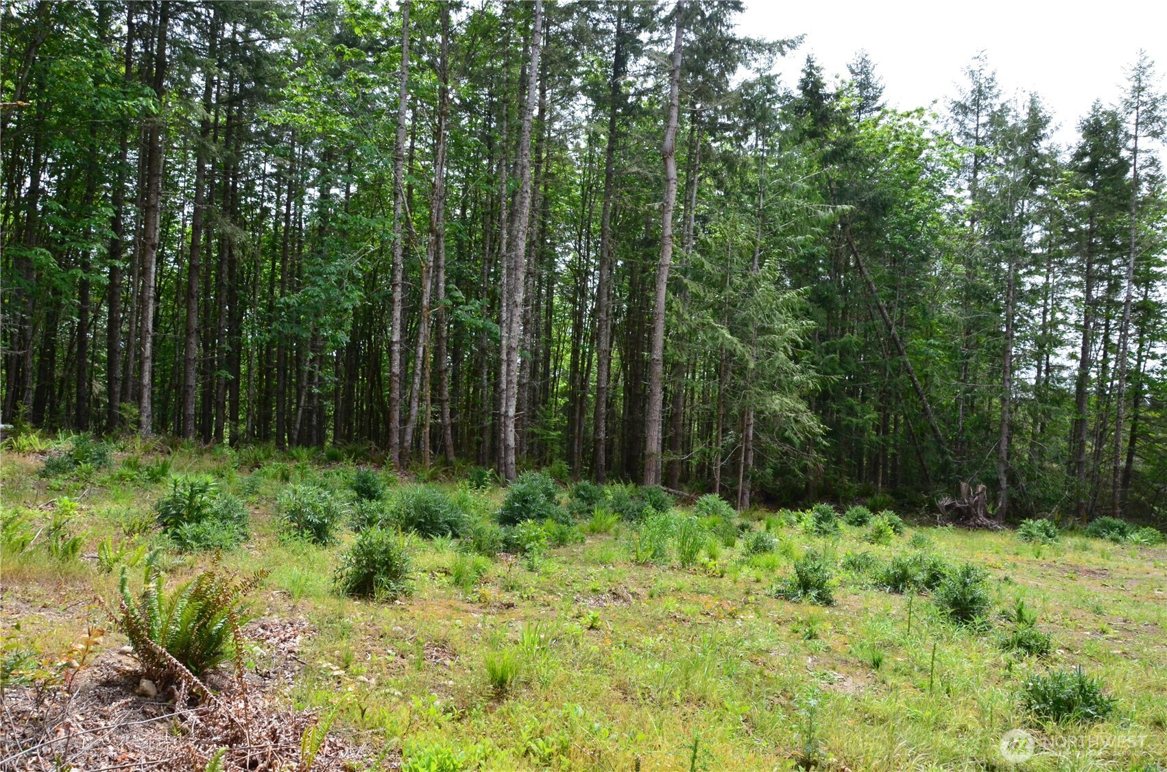 110 Country Ridge Road Chimacum, WA 98325 - Photo 4 of 9
