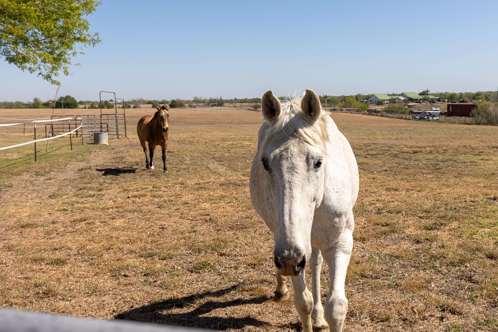 13639 Abrahamson Road Elgin, TX 78621 - Photo 30 of 30 Bring the horses