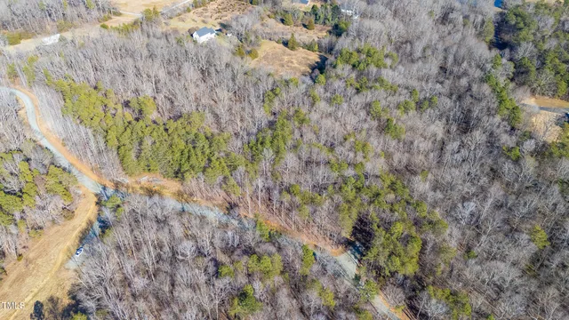 a view of a forest with a tree