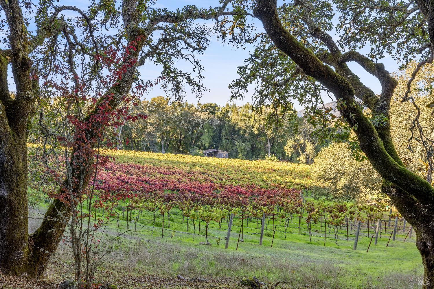 3295 Warm Springs Road Glen Ellen, CA 95442 - Photo 33 of 37 a park view with a large trees