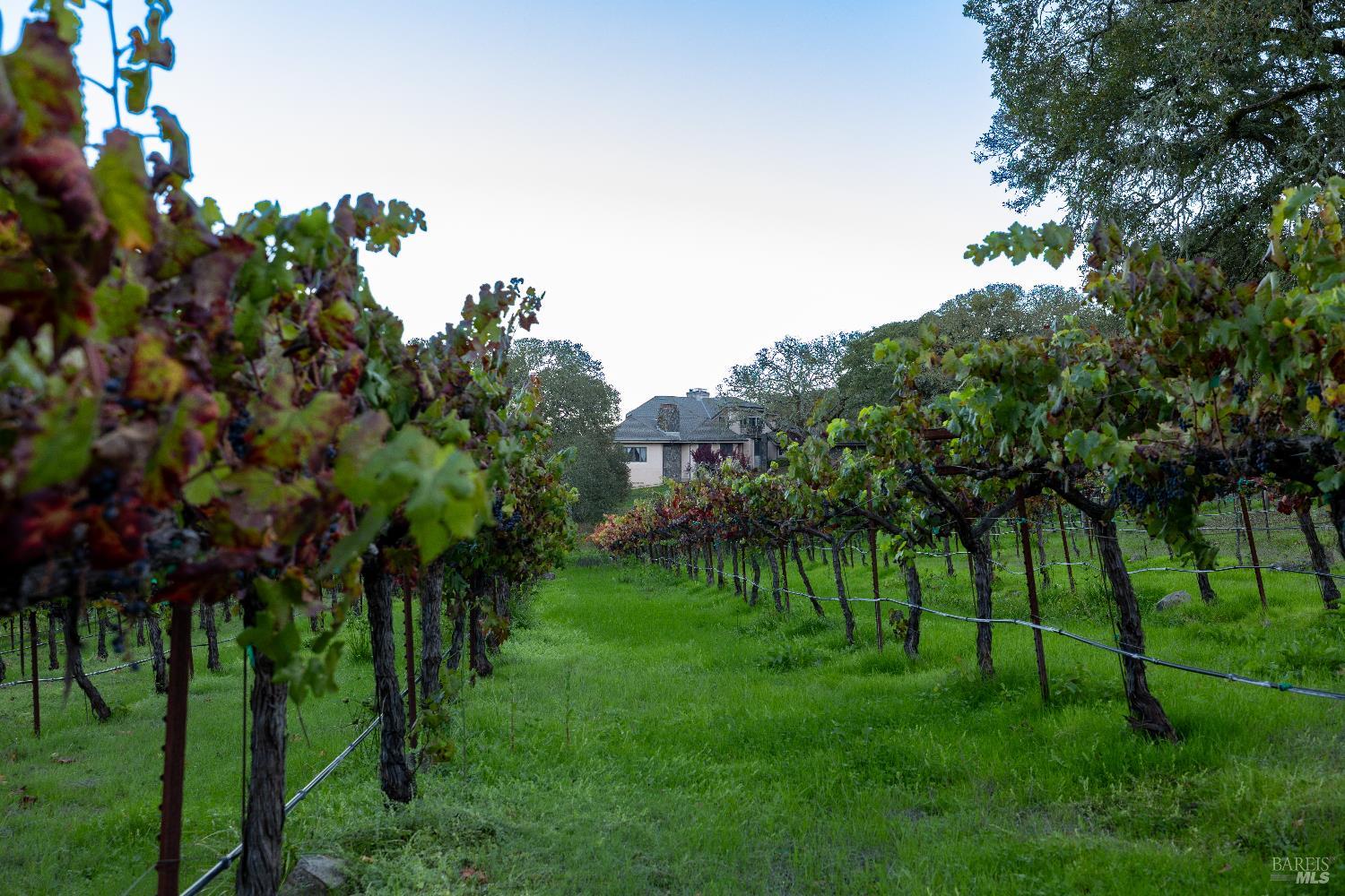 3295 Warm Springs Road Glen Ellen, CA 95442 - Photo 34 of 37 a view of a park with a tree in the background