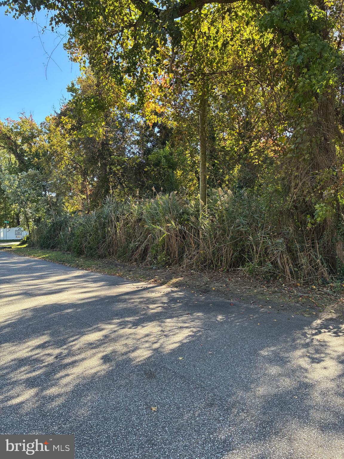 Bush Avenue Pasadena, MD 21122 - Photo 2 of 4 a view of a yard with large trees