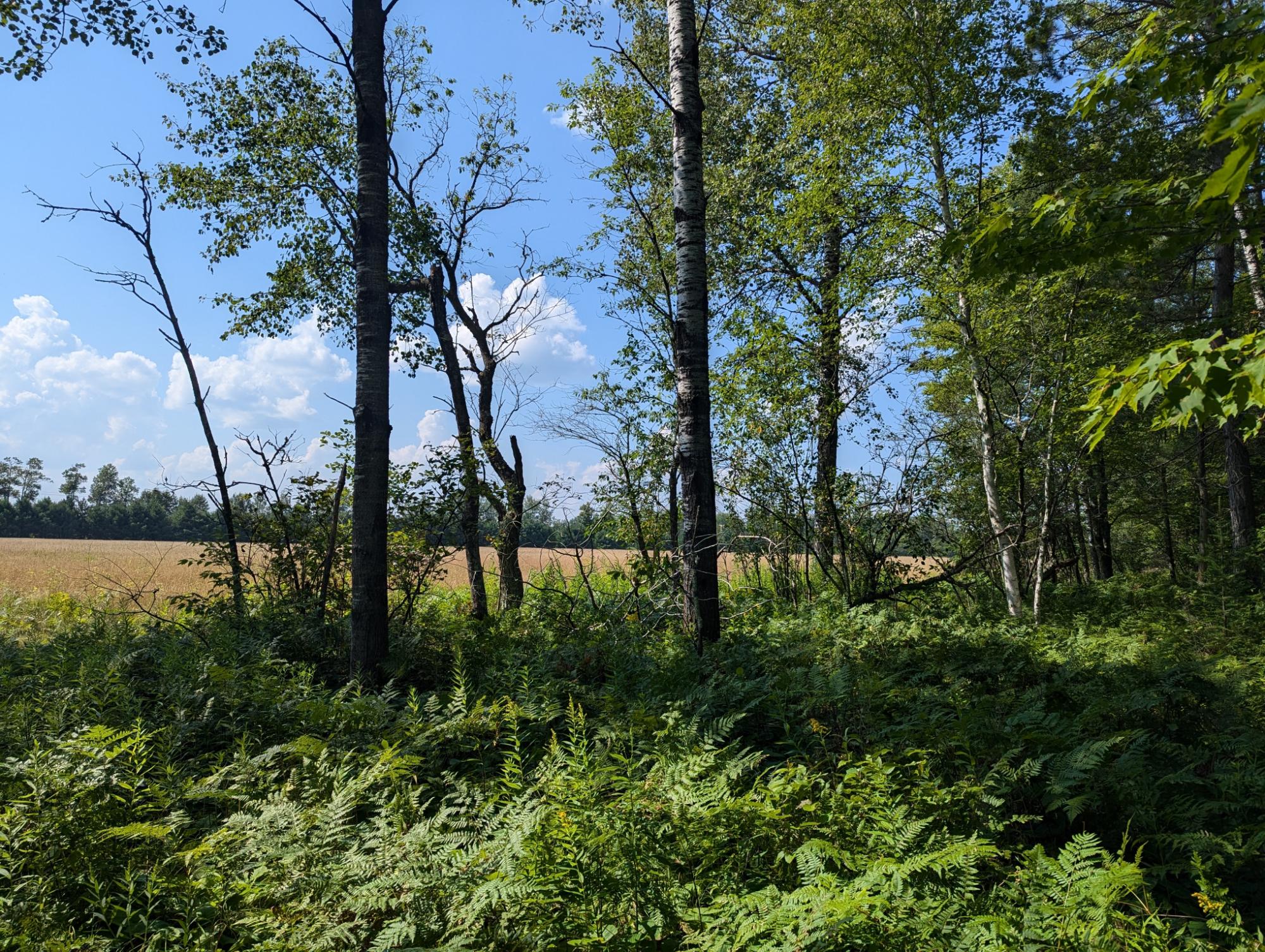 On On Fork Road Phillips, WI 54555 - Photo 13 of 15 Gallery Image 13
